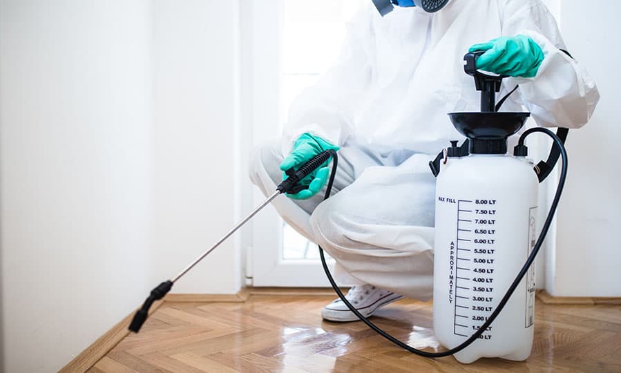 Les 7 conseils pratiques pour bien choisir votre spécialiste exterminateur souris