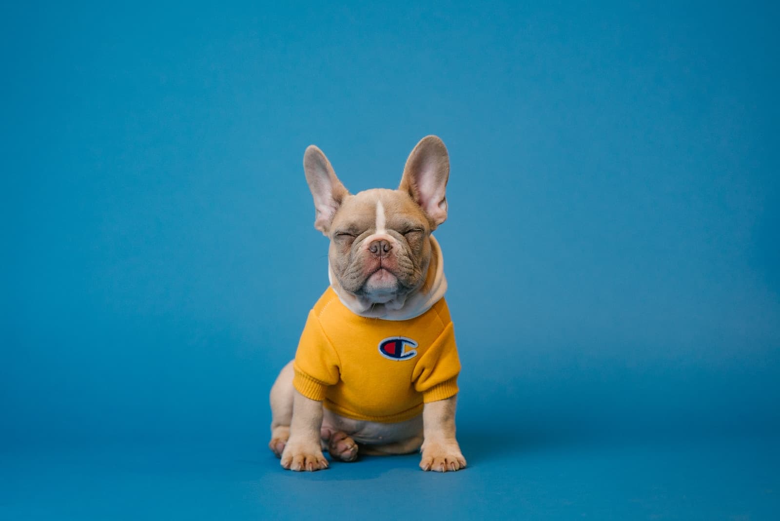 Éduquer votre chien : 10 choses à apprendre à saon chien