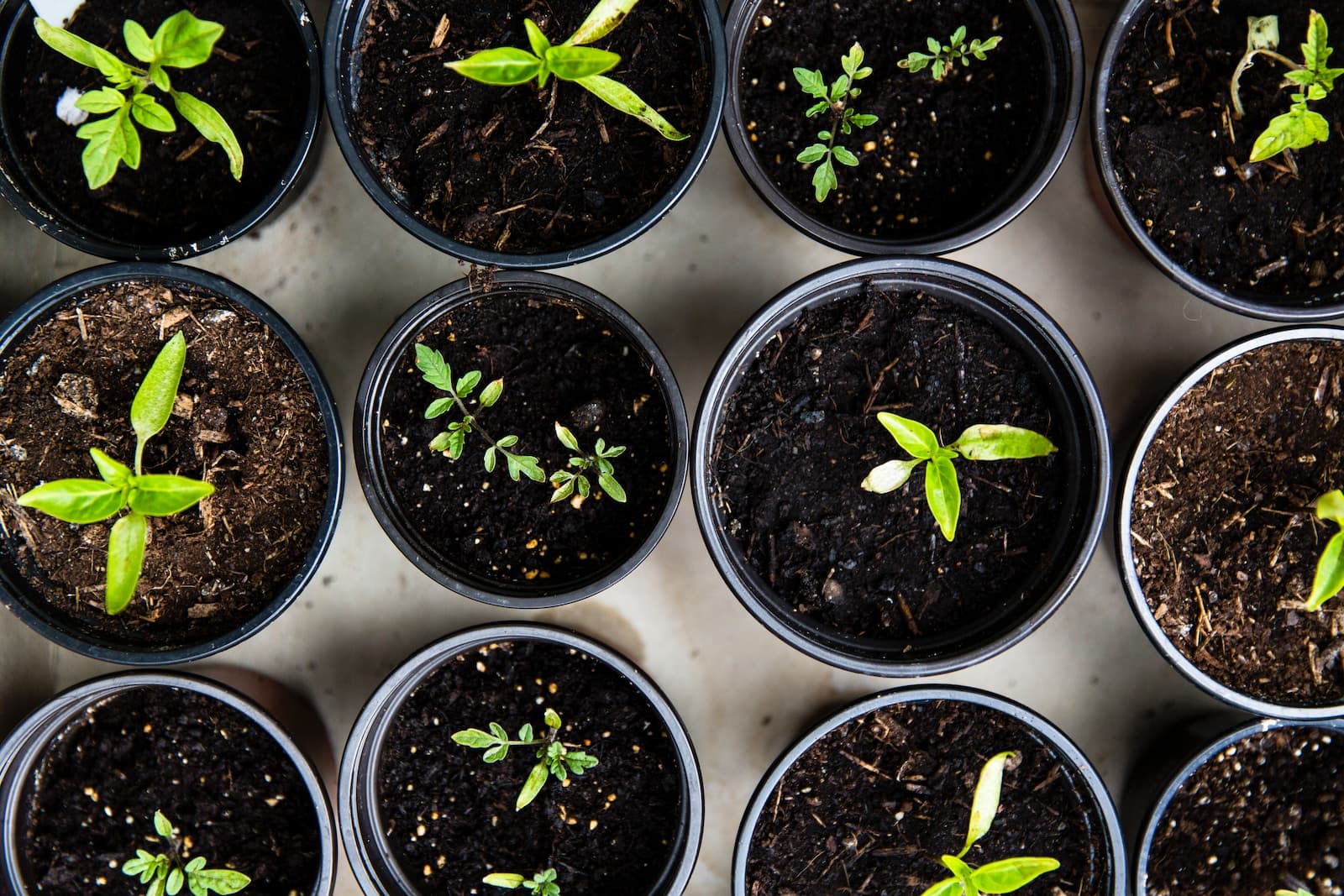 Guide ultime : Cultiver un potager de balcon bio en ville facilement