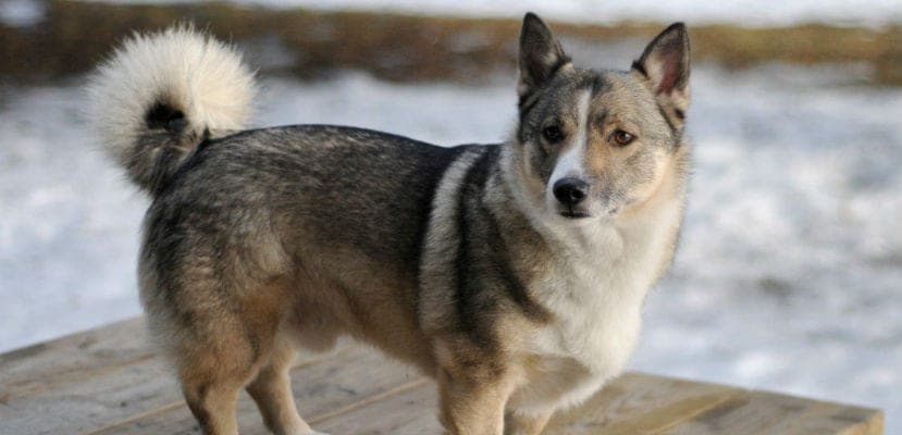 Chanteur mystérieux : plongez dans les secrets du perro cantor de Nueva Guinea et son habitat fascinant