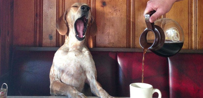 Les dangers de la caféine pour les chiens : comment les prévenir efficacement