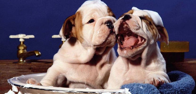 Guide essentiel pour garantir l’hygiène et la santé de votre chien : conseils et astuces pratiques