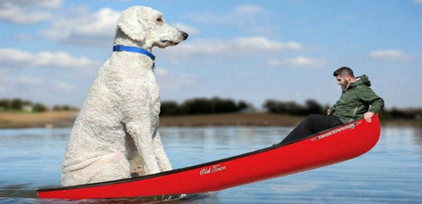 Juji, le chien géant qui a enflammé Instagram avec Christopher Cline : un phénomène viral fascinant