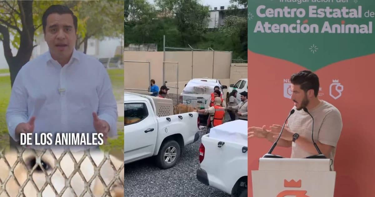 Santa Catarina garantit la sécurité de 70 chiots retrouvés vivants et bien protégés