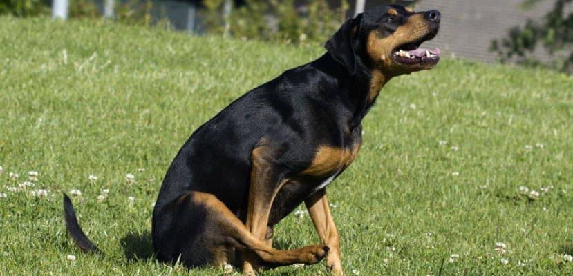 Pourquoi votre chien glisse-t-il sur le sol ? Causes, symptômes et remèdes efficaces pour un problème courant.