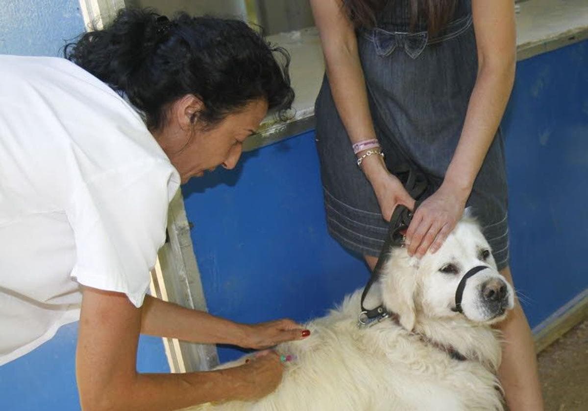 Extremadura révise la vaccination antirabique des chiens et provoque un challenge technique important