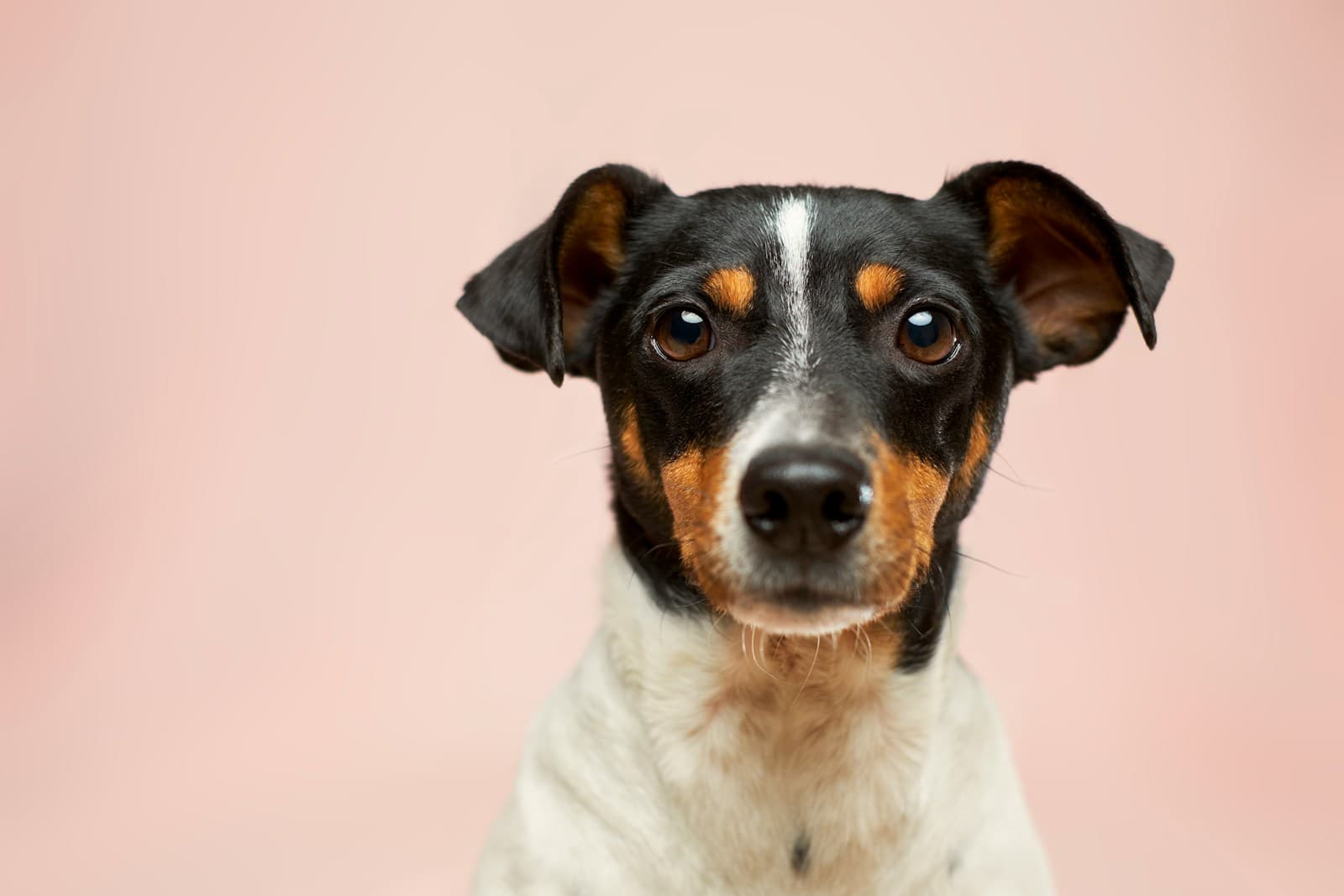 Nutrition canine à 360° : comment adapter les repas selon l’âge, le mode de vie et la saison en 2025