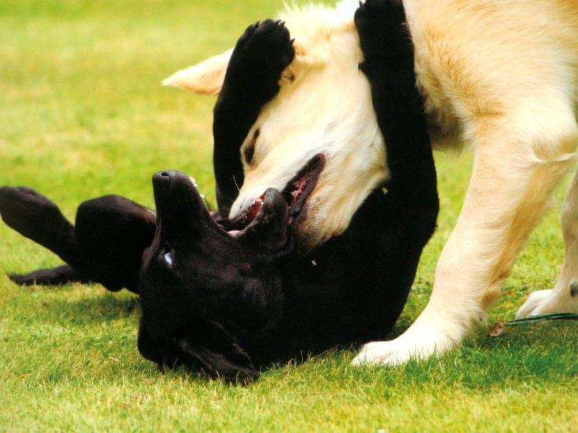 Comment gérer une bagarre de chiens : méthodes sûres et efficaces pour les propriétaires