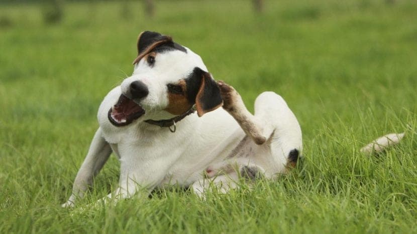 Comment identifier les garrapatas chez votre chien : symptômes, dangers et stratégies de prévention efficaces