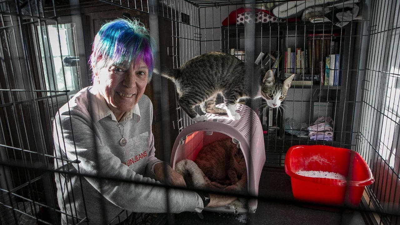Protectoras d’animaux en Espagne : un engagement solidaire renforcé et des alertes pour la protection animale