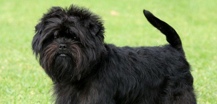 « Origine, aspect, caractère et soins essentiels des animaux : guide pour les passionnés »