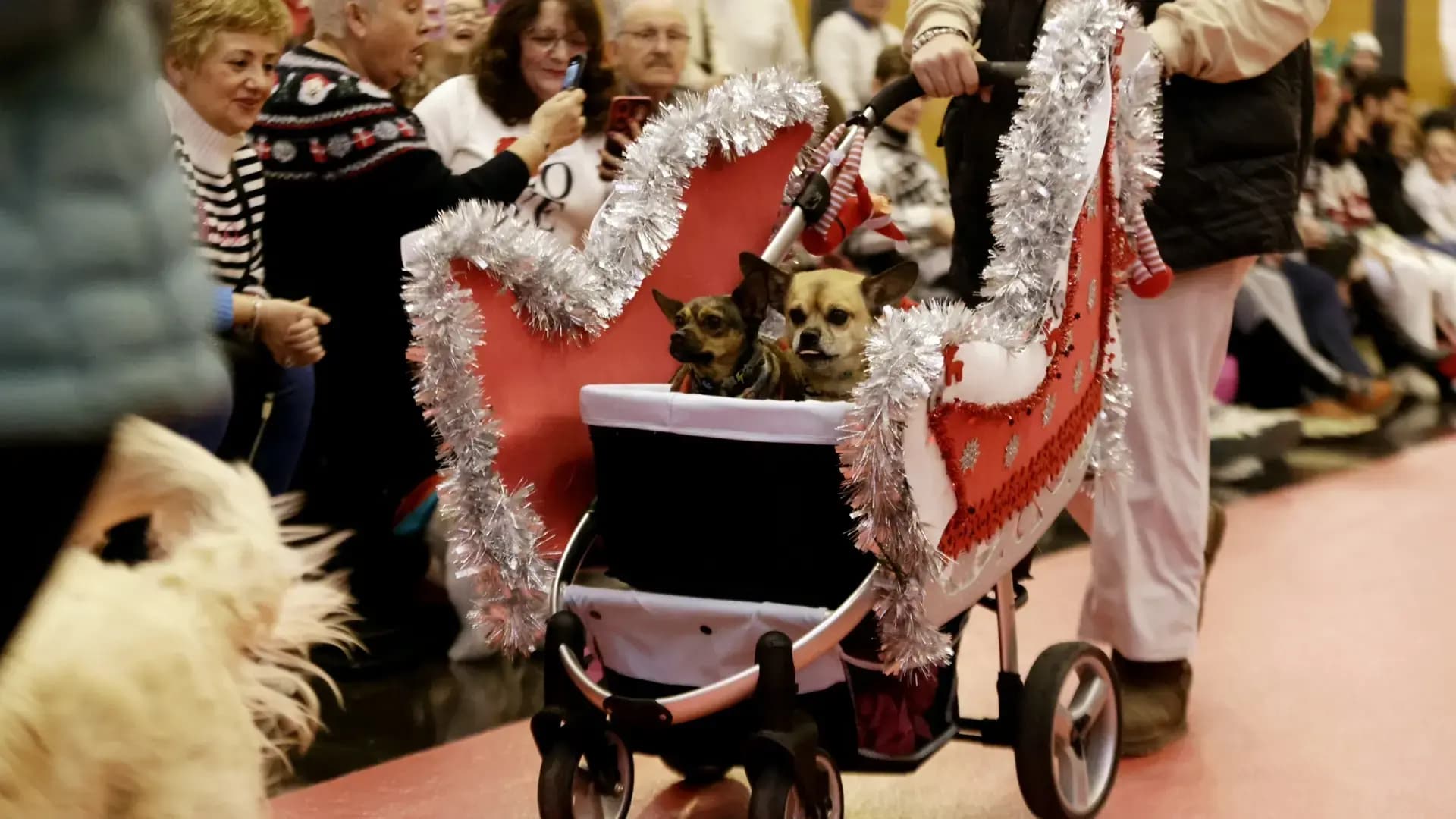 « Événement festif : la pasarela navideña de mascotas à Zaragoza pour des moments inoubliables »