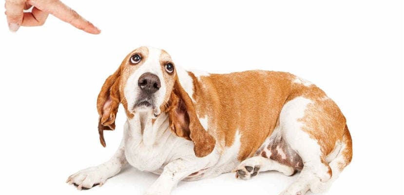 Comment éduquer votre chien sans le blesser ni le rendre confus : astuces pour une discipline efficace et bienveillante