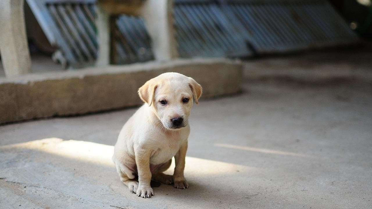 Le drame de l’abandon des chiens après les fêtes : une tragédie évitable qui alerte sur la responsabilité des adoptants