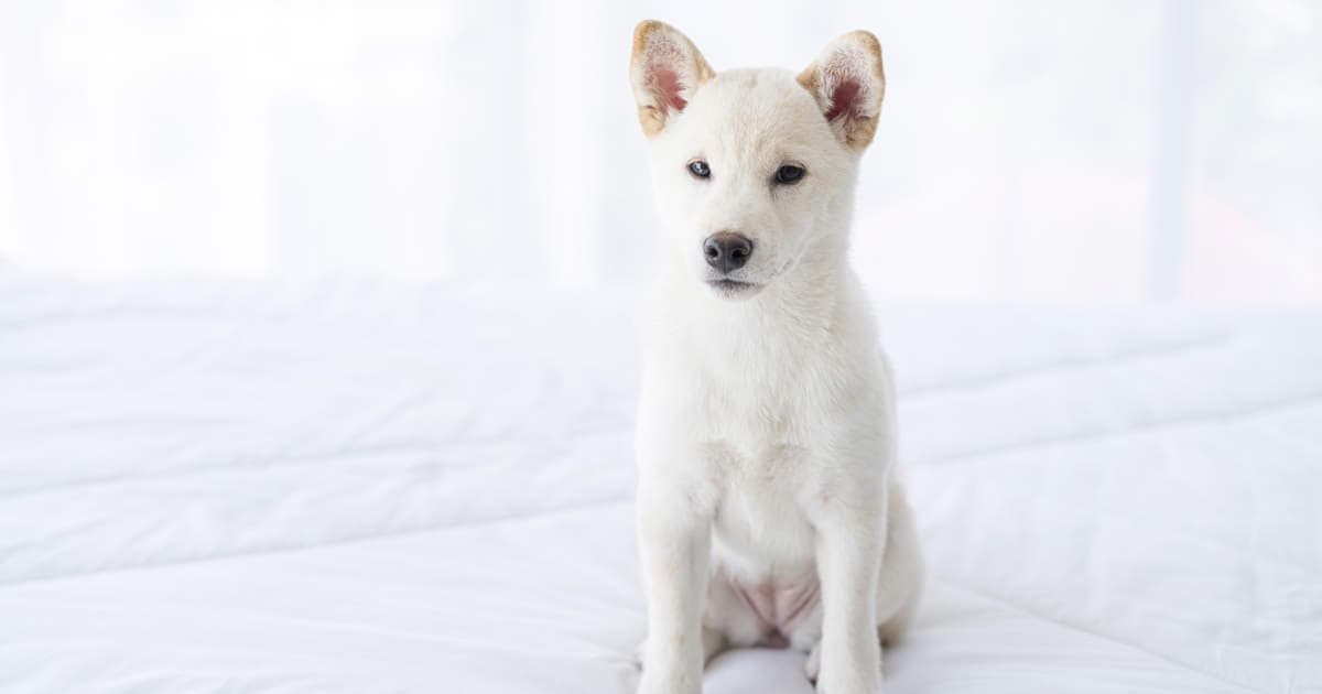 Voici un titre SEO accrocheur :
« Tout savoir sur la race canine et les étapes pour une adoption réussie »