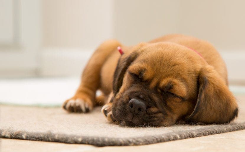 Combien d’heures un chien doit-il dormir selon son âge, sa race et son mode de vie ?