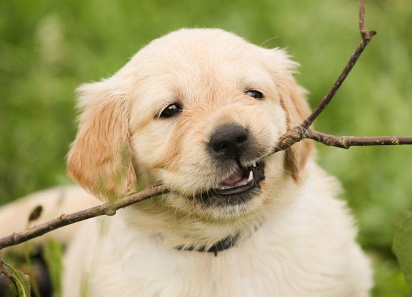 Éduquer son chiot à ne pas mordiller sans recourir aux punitions : astuces et conseils pratiques.