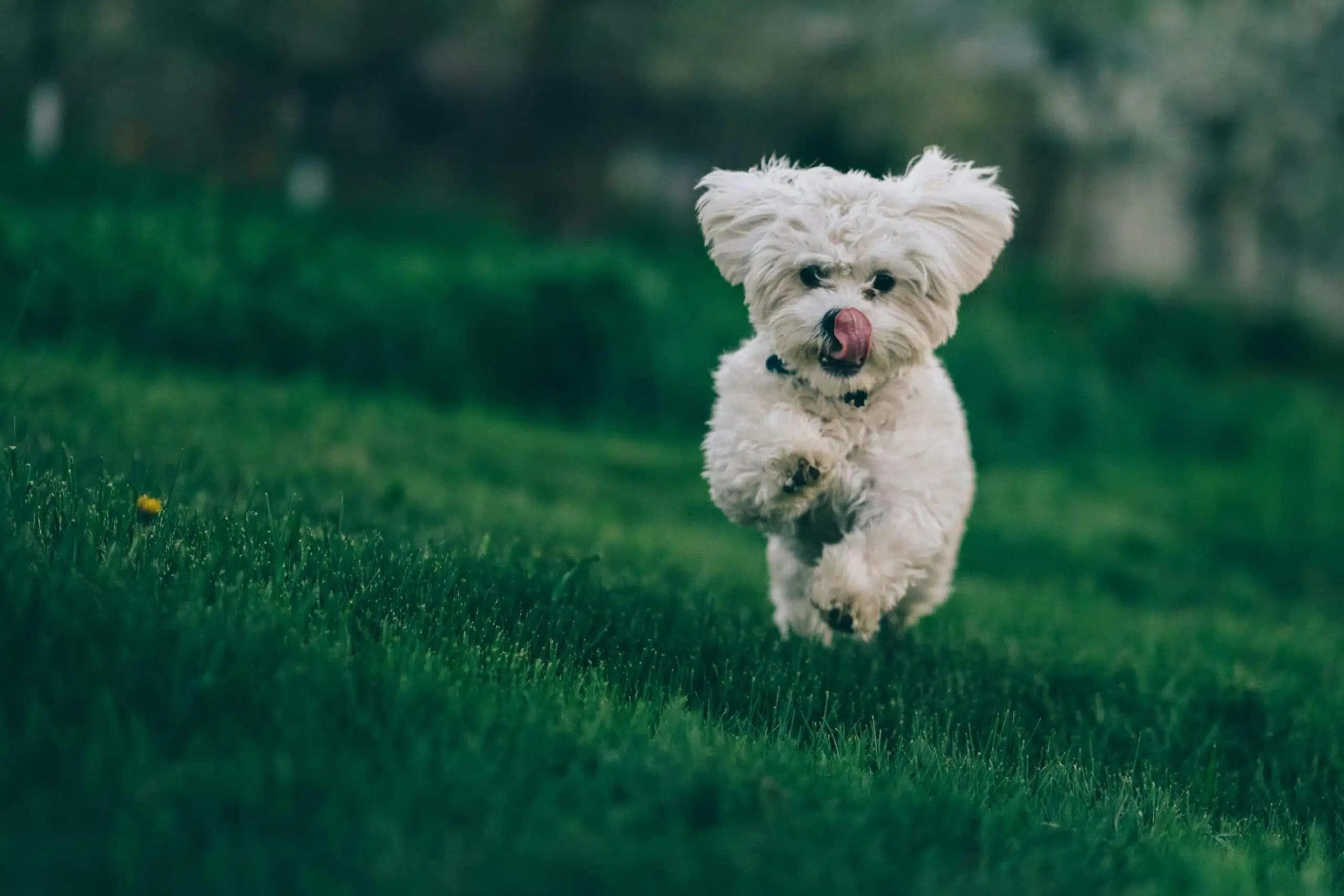 Voici un nouveau titre SEO accrocheur :
« Caractéristiques physiques et personnalité du charmant chien de compagnie idéal »
