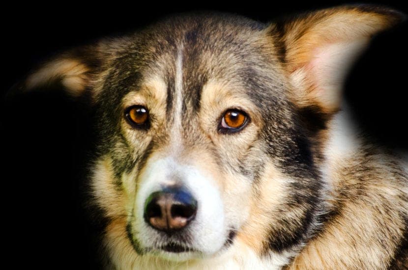 Adopter et prendre soin d’un chien abandonné : guide étape par étape pour un compagnon heureux