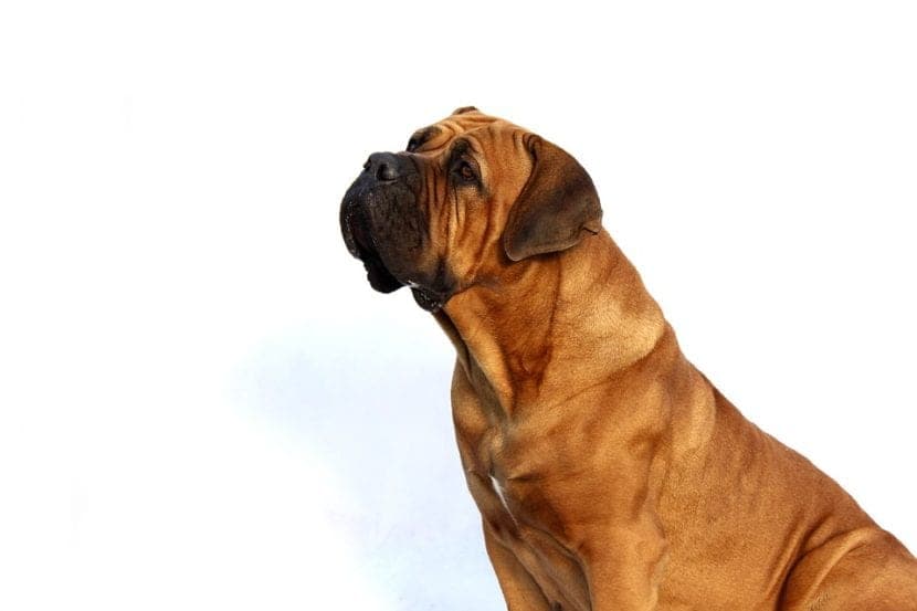 Conseils pratiques pour renforcer le lien avec votre chien grâce à l’éducation positive
