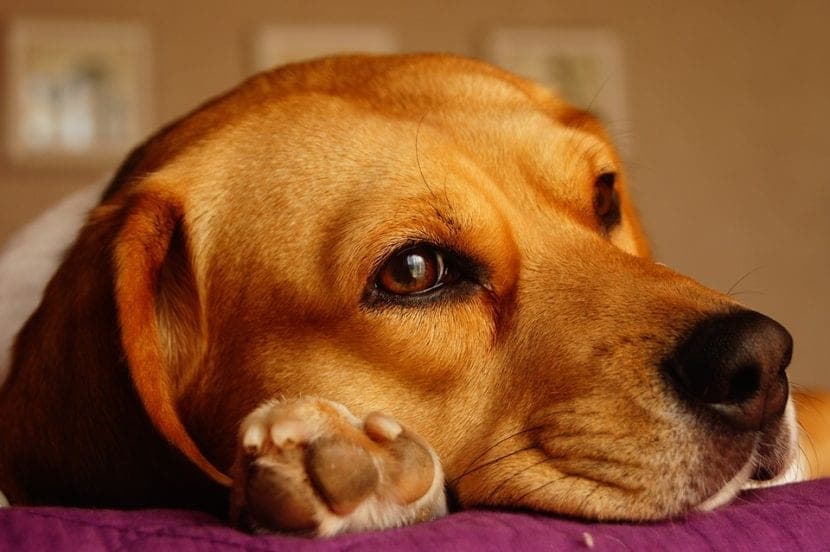 Alimentation optimale pour chiens : guide complet par âge, de chiot à senior