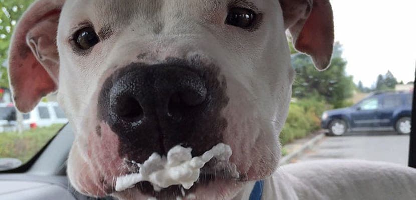 Café avec des chiens : une initiative pour favoriser l’adoption responsable des animaux.