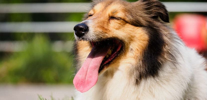 Bien-être animal : soins, alimentation équilibrée et consultations vétérinaires essentielles