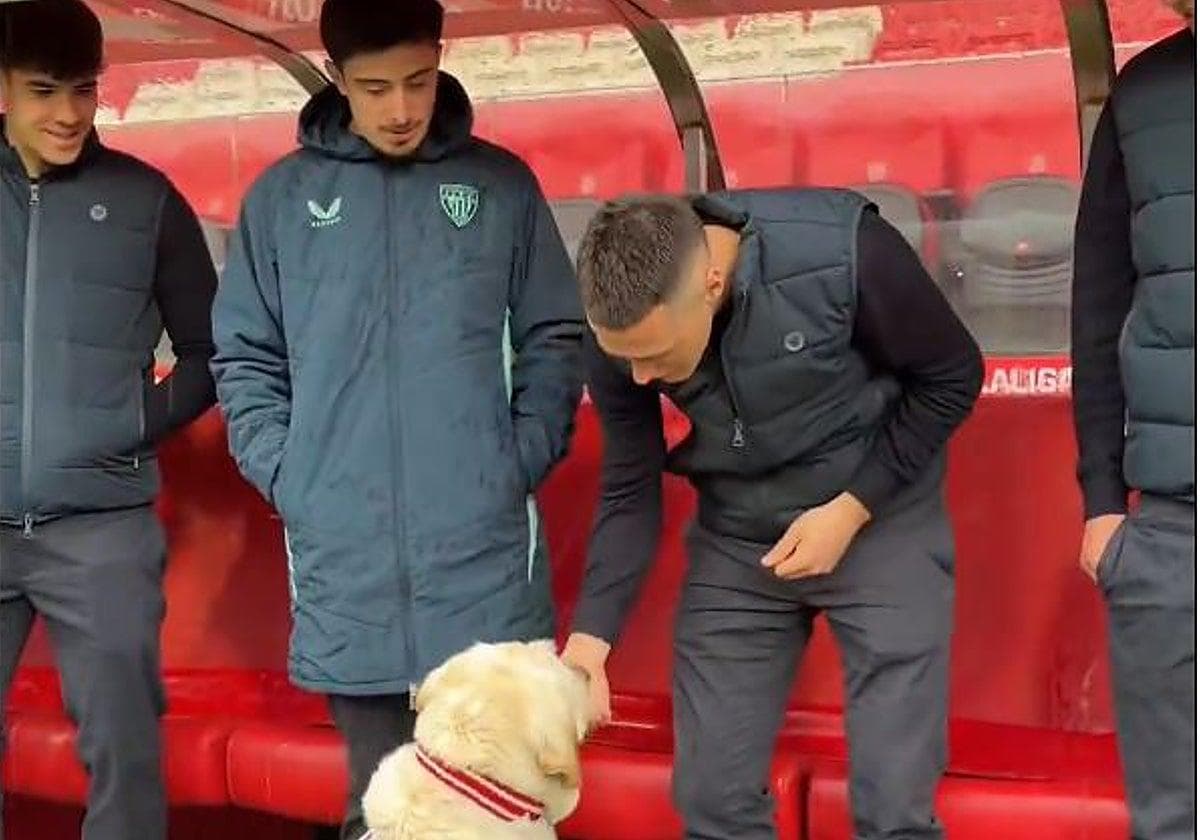 Canya, la labrador au service de la santé mentale du Girona FC