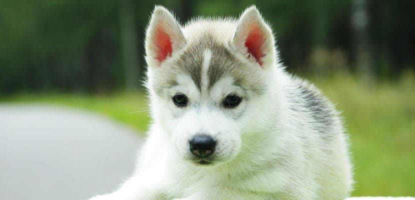 Estafas en ventas de perros online: guía para identificarlas y protegerte eficazmente