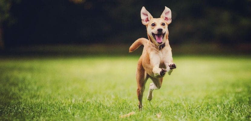 Signes révélateurs de la joie de votre chien : assurez son bonheur avec ces indices clés