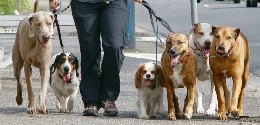 Paseador de perros: guía completa sobre funciones, requisitos y tarifas en euros