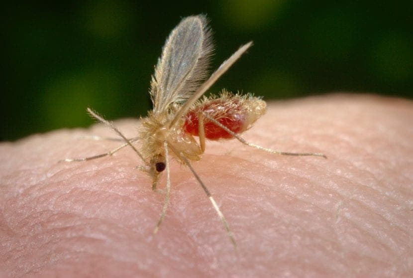 Comment éviter la transmission de la leishmaniasis : protégez votre chien et votre famille efficacement