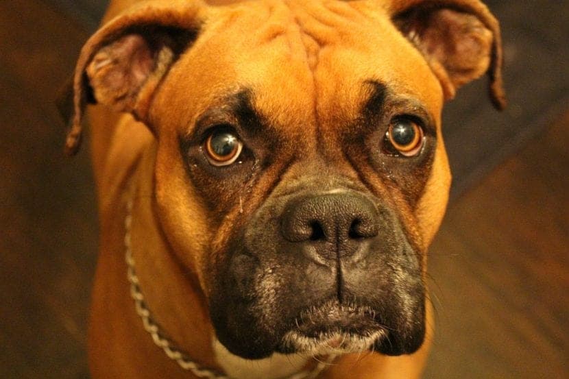 Guide essentiel pour un chien sain, équilibré et heureux : conseils pratiques et astuces incontournables