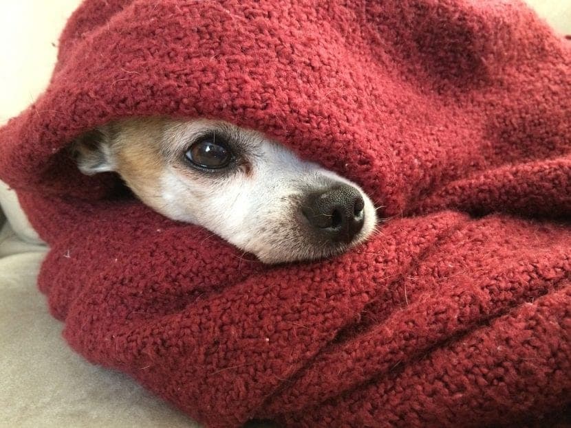 Comment détecter le froid chez votre chien : symptômes à observer et astuces de protection