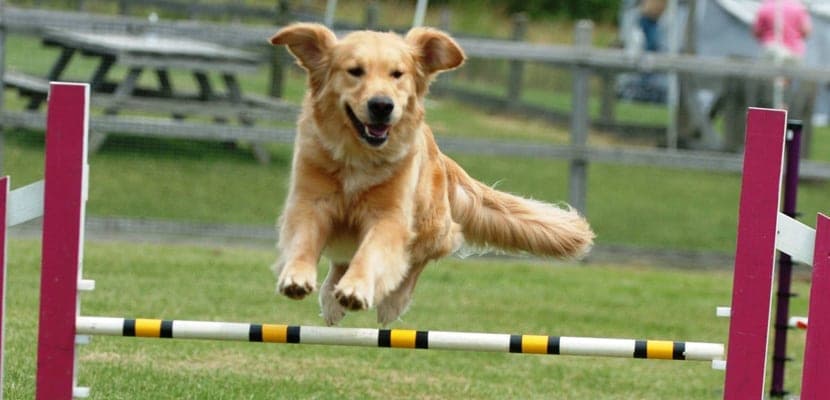 Avantages de rejoindre un club canin pour enrichir la vie de votre chien et la vôtre