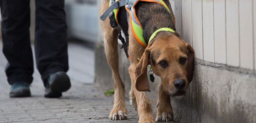 Le sport canin du suivi pour chiens : une activité passionnante accessible à tous les chiens