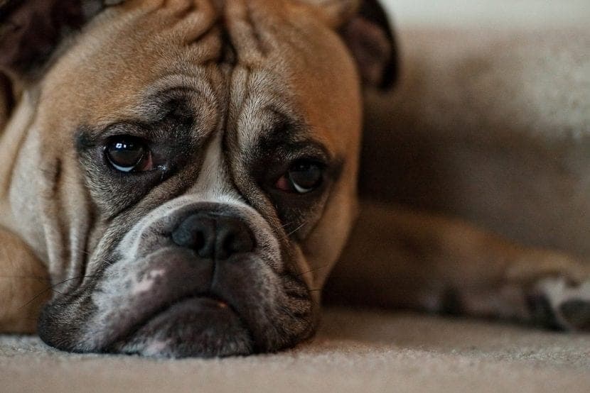 Comment reconnaître la dépression chez votre chien : signes, causes et solutions efficaces