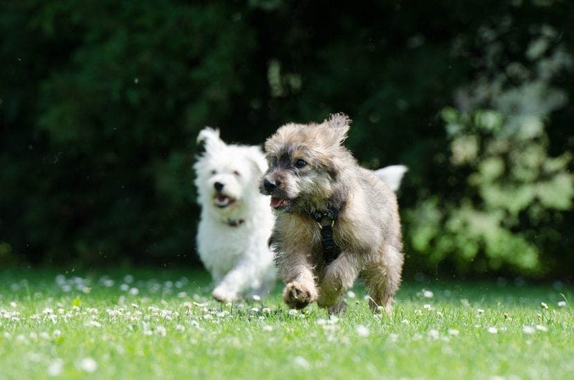 Meilleure période pour la stérilisation ou la castration de votre chien : guide pratique et conseils essentiels