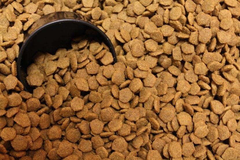 Que donner à manger à un chien souffrant de gastro-entérite et conseils pour sa récupération rapide