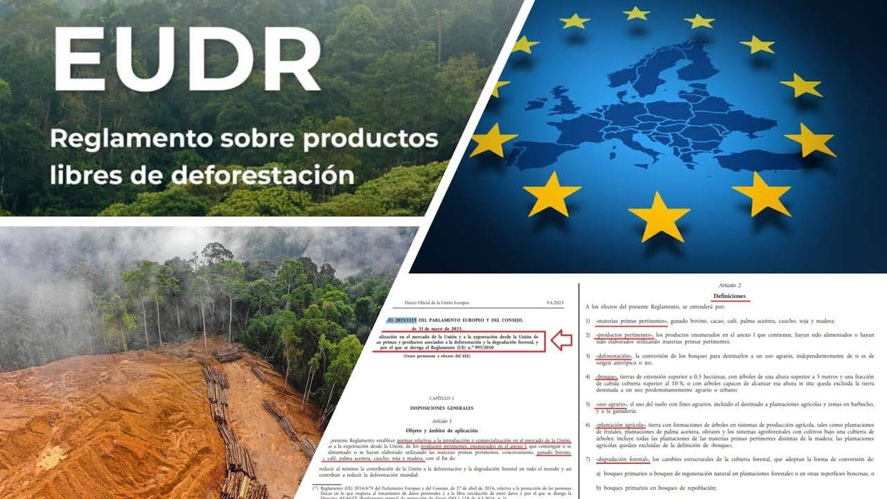 Règlement EUDR sur la déforestation : responsabilités et délais à respecter pour les entreprises