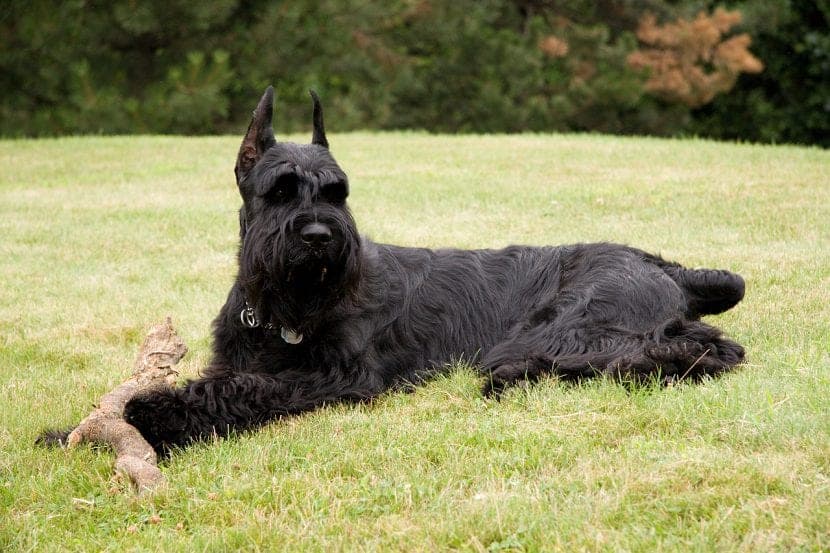 Schnauzer géant : poids idéal et conseils essentiels pour son entretien
