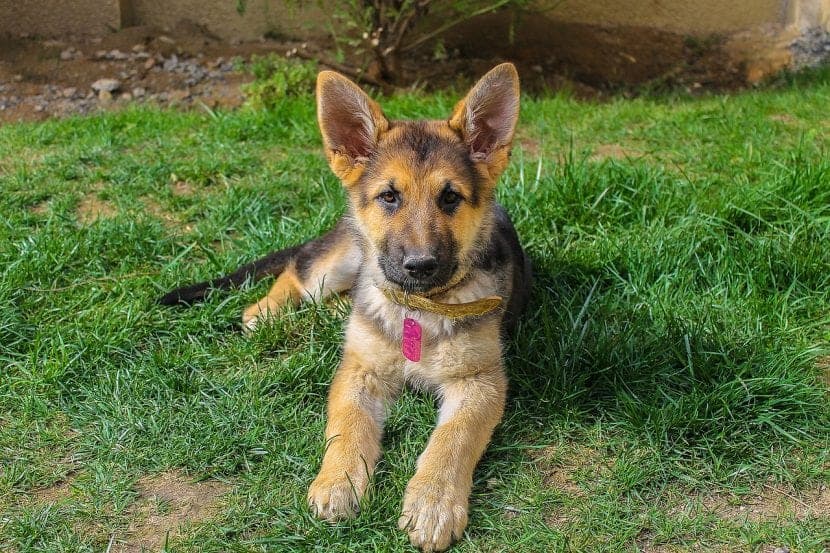 Alimenter un chiot berger allemand : guide complet étape par étape pour sa santé optimale