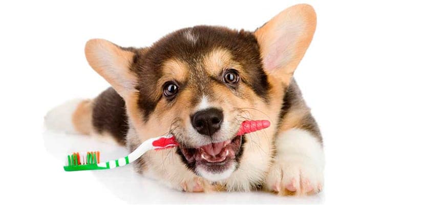Guide ultime pour des dents saines : astuces et bonne hygiène dentaire à adopter