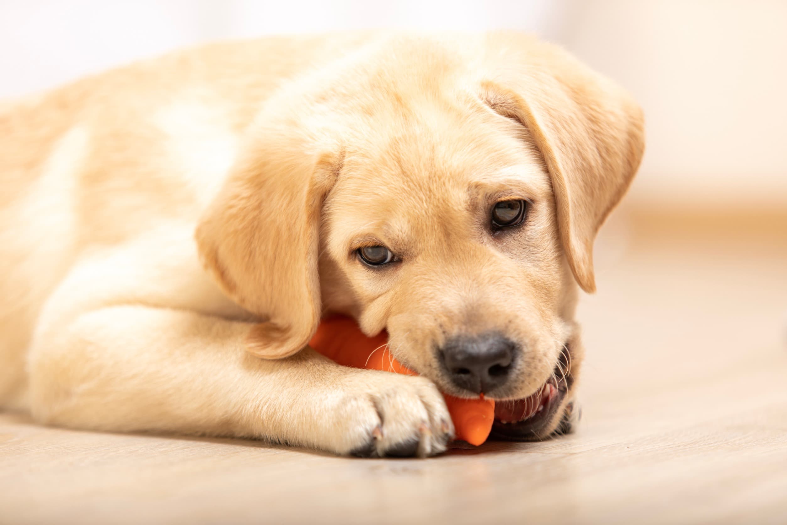 Pourquoi offrir un jouet kong à votre chien ? Nos 7 raisons