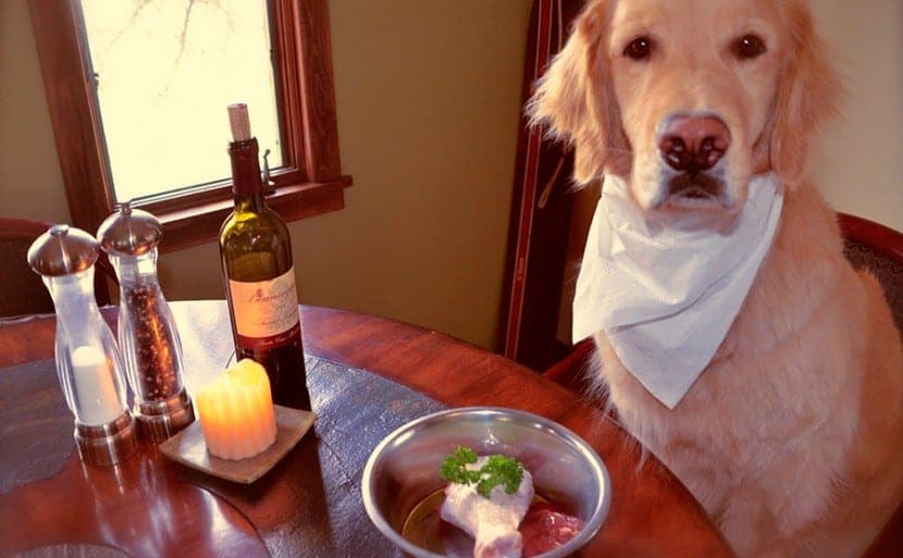 Guide ultime des régimes et astuces pour chiens souffrant de problèmes de peau : soignez leur santé cutanée naturellement.