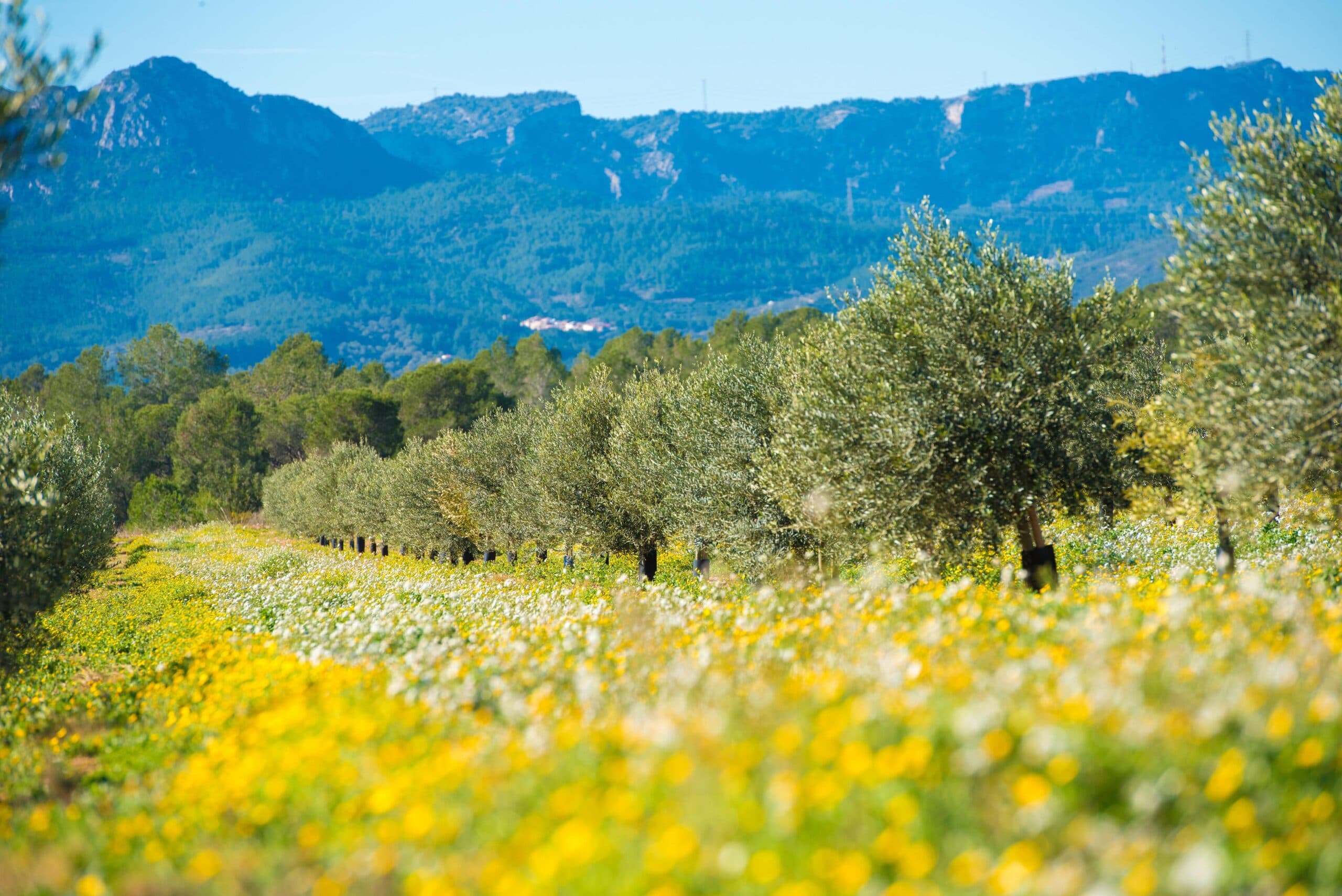 Andalousie : la première loi sur la production écologique pour un avenir durable