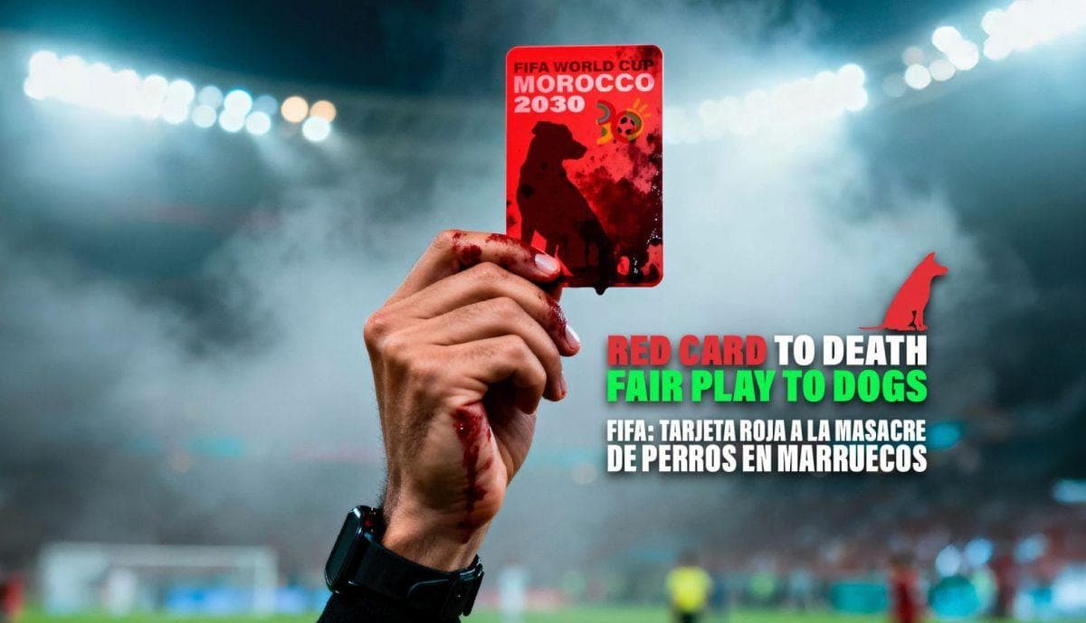 PACMA appelle la FIFA à agir contre les atrocités envers les animaux au Maroc