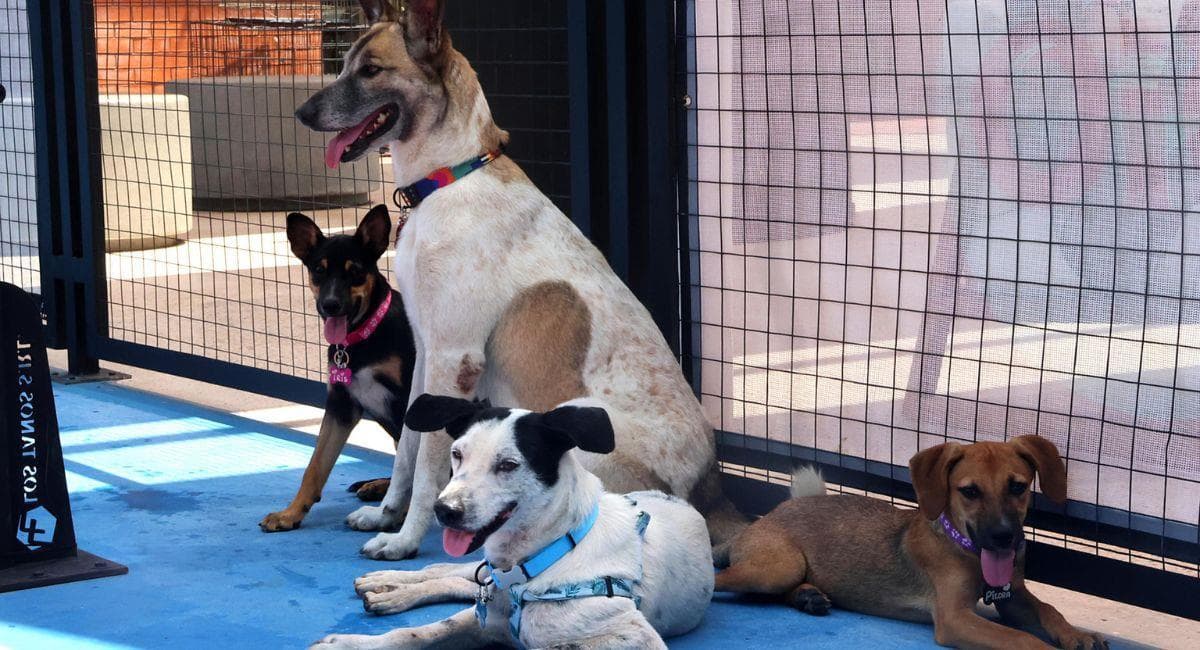 Adoptions solidaires : offrez une seconde chance à nos animaux en attente de foyer