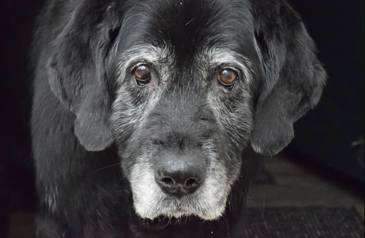 À quel âge un chien vieillit-il selon sa taille et sa race : guide complet pour comprendre le vieillissement canin