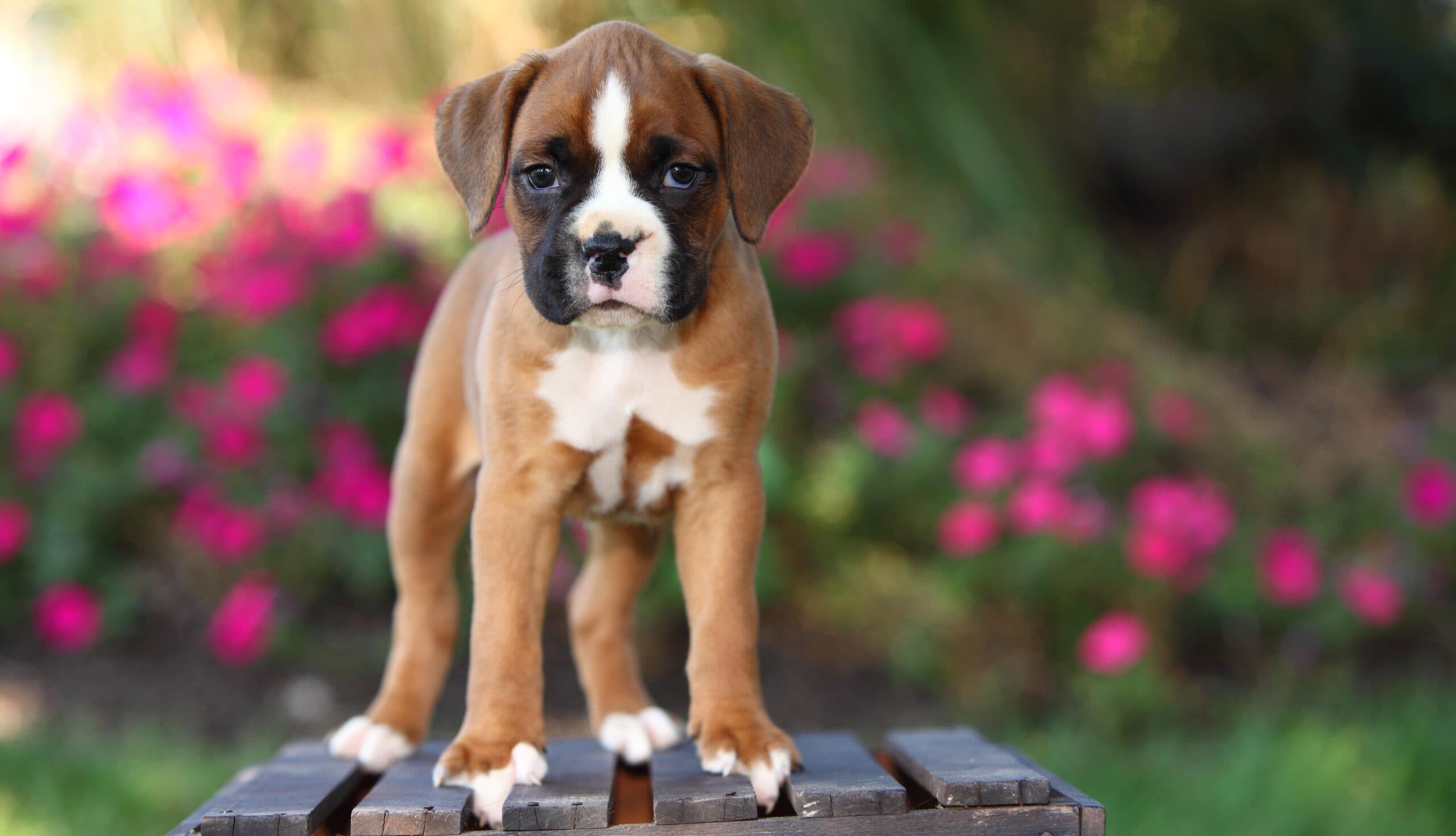 Alerte arnaque : une fausse chaîne d’annonces de chiens sévit à Alicante et Valencia